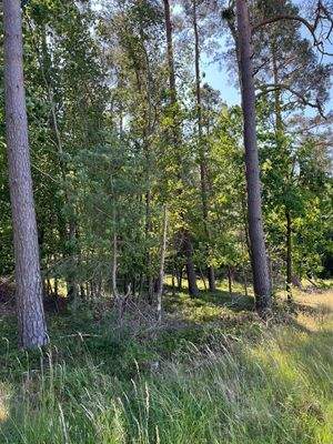 ca. 20-Jähriger Unterwuchs