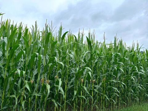 Höxter Bauernhöfe, Landwirtschaft, Höxter Forstwirtschaft