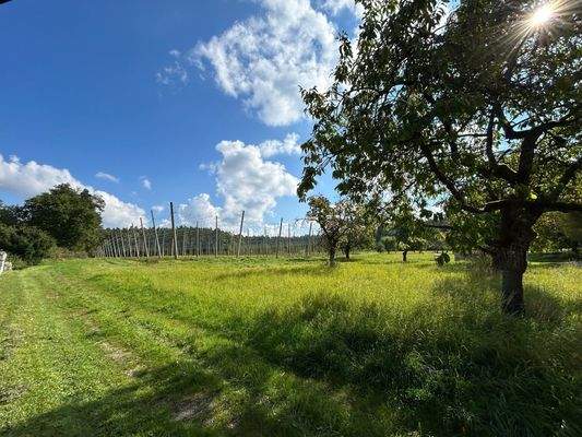 Ins Grüne gleich gegenüber