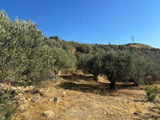 Ostkreta, Pappagiannades: Traditionelles Steinhaus mit großem Garten voller Olivenbäume zu verkaufen
