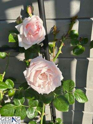 Lassen Sie sich verzaubern!