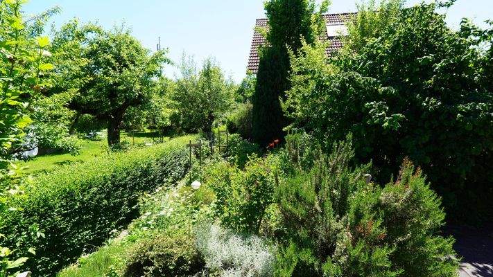 Blick in den Garten