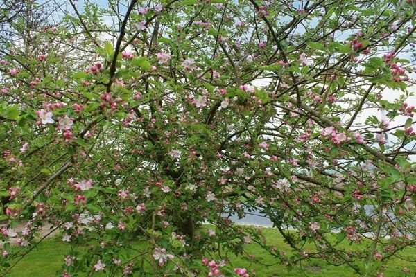 Apfelblüte
