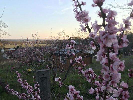 Blick über das Grundstück nach Süd-Westen im Frühjahr