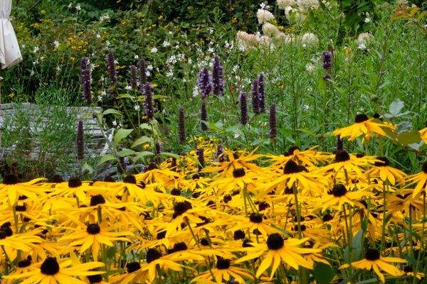 Staudengarten in seiner Blühfreude
