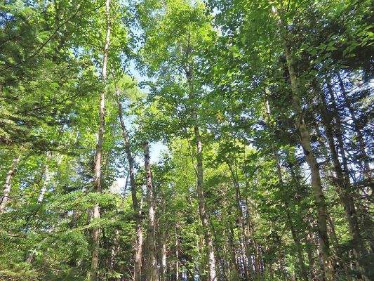 Cape Breton - Roberta - Einzigartiges 79-Hektar-Ar