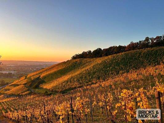 Weinberg in unmittelbarer Umgebung