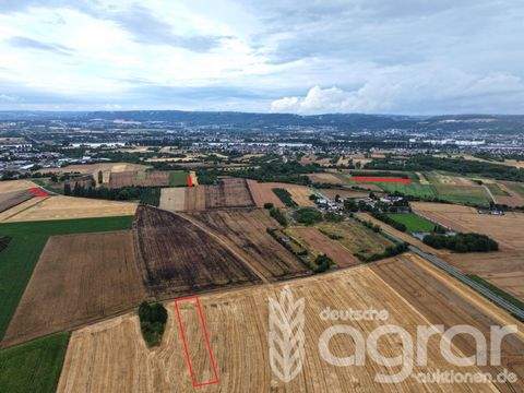 Kaltenengers Bauernhöfe, Landwirtschaft, Kaltenengers Forstwirtschaft