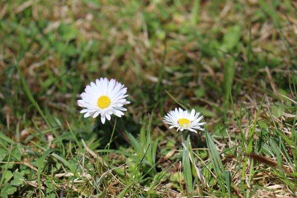 Eine Blume am Baugrundstück