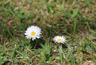 Eine Blume am Baugrundstück