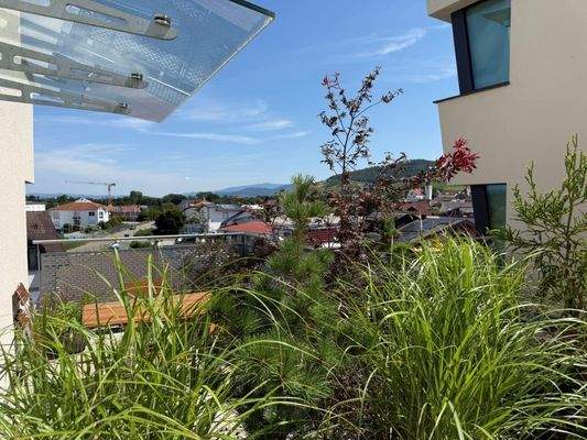 Dachterrasse Pflanzen.jpg