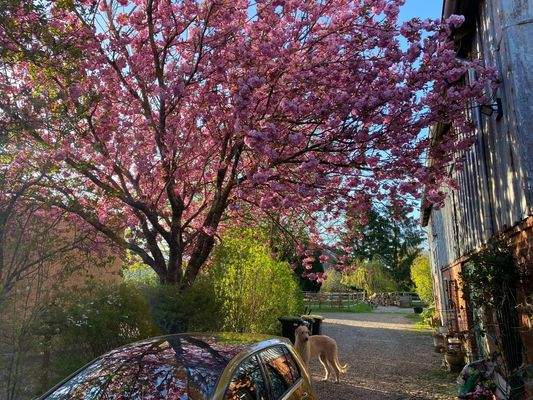 Kirschblütenpracht Blick II