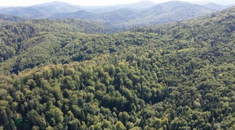 Suceava Bauernhöfe, Landwirtschaft, Suceava Forstwirtschaft