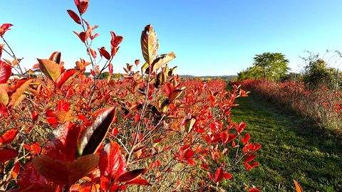 Halle / Ammendorf Bauernhöfe, Landwirtschaft, Halle / Ammendorf Forstwirtschaft