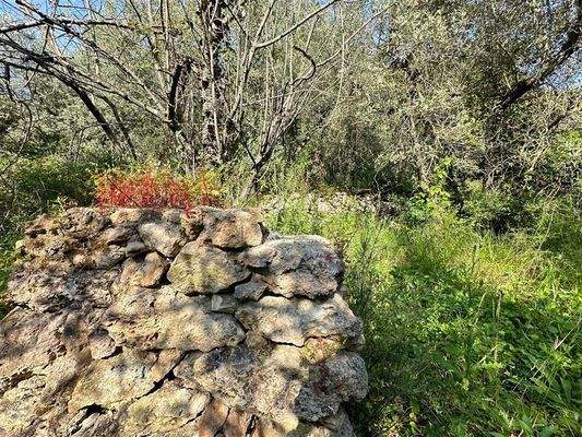 Olivenhain mit Naturmauern