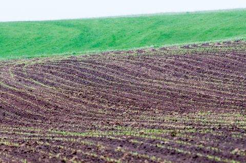 Roggenburg Bauernhöfe, Landwirtschaft, Roggenburg Forstwirtschaft