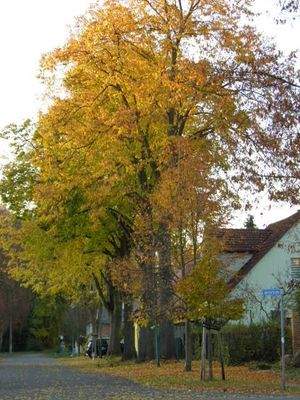 Schönes herbstliches Umfeld des MFH