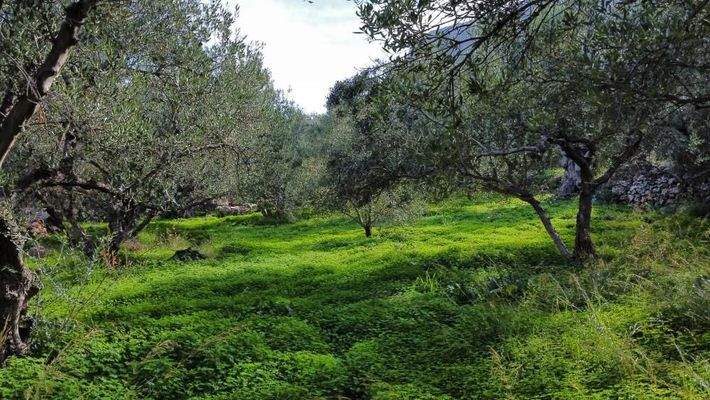 Kreta, Kokkino Chorio: Eckgrundstück in der Nähe des Dorfes und der Einkaufsmöglichkeiten zu verkaufen