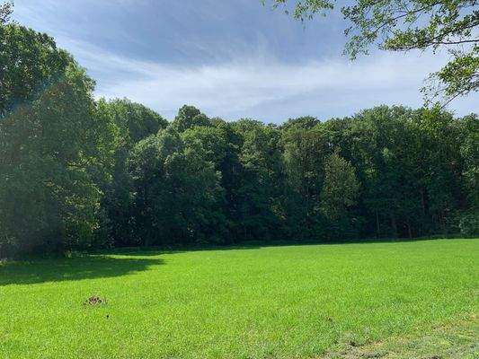 Blick zum Waldgrundstück