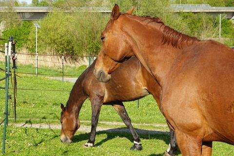 Eppingen Häuser, Eppingen Haus kaufen
