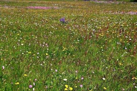 Corona Sta. Cristina / Planes Häuser, Corona Sta. Cristina / Planes Haus kaufen