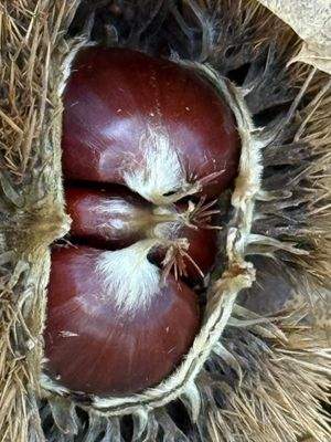 26511EDE-8C56-4DBE-A3EC-615B640B5865_1_102_o