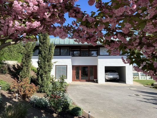 Eingangstür zu Haus Wittmann umgeben von Kirschblüten