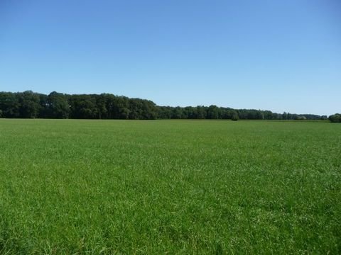 Badbergen Bauernhöfe, Landwirtschaft, Badbergen Forstwirtschaft