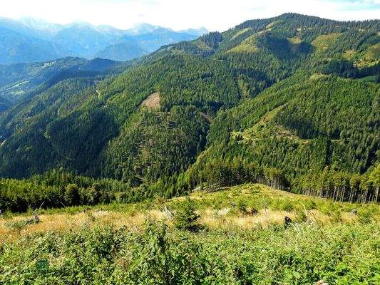 Pachtjagd in der Steiermark Immobilien-Kurz-Salzburg