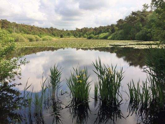 Der Seerosenteich &quot;Finkenmoor&quot;.JPG