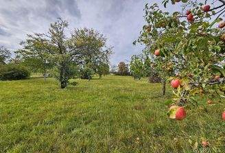 rote Äpfel inbegriffen