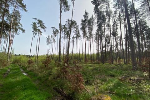 Feuchtwangen Bauernhöfe, Landwirtschaft, Feuchtwangen Forstwirtschaft