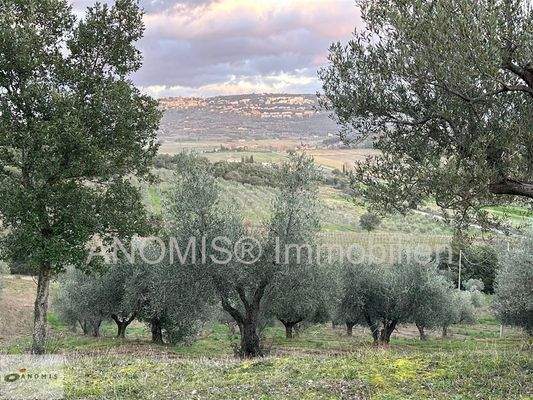 Grundstück Olivenhain mit Blick auf die Stadt