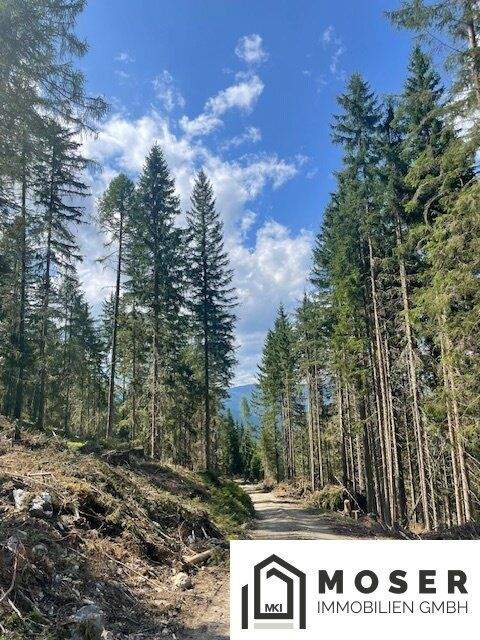 Sankt Georgen am Kreischberg Bauernhöfe, Landwirtschaft, Sankt Georgen am Kreischberg Forstwirtschaft
