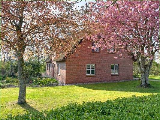 Kirschblüte im Wasserkoog