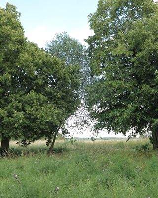 Eigener Baumbestand (1)