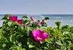 Strand mit Wildrosen