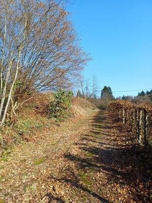 Blick entlang des Grundstücks