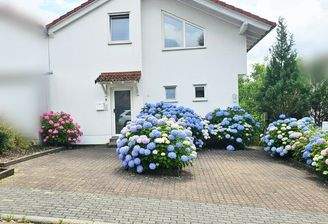 Front Hortensien