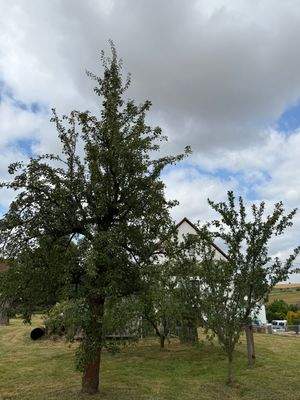 Alter Obstbaumbestand.jpeg