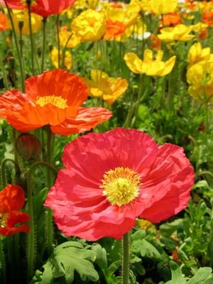 Flower5