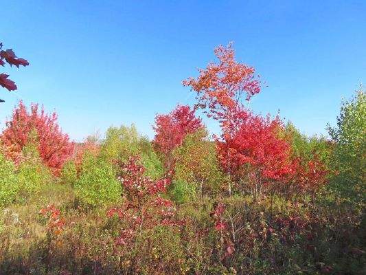 Nova Scotia - Smithfield - Wunderschönes 47-Hektar