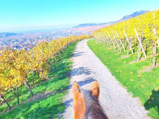 Sehr schöne Wanderwege