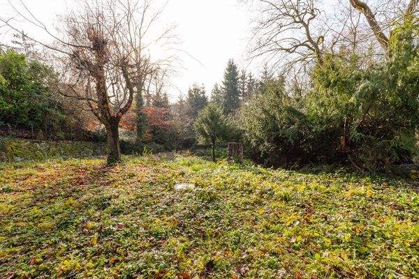 eingewachsener Garten