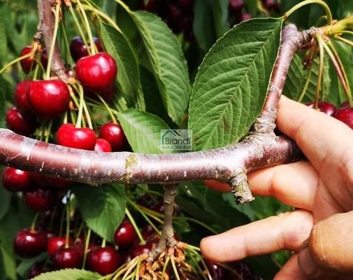 Kirschen im eigenen Garten ernten