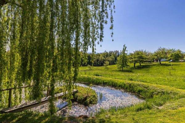 Natürlicher Schwimmteich 