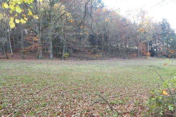 Wiese &amp; Wald angrenzend