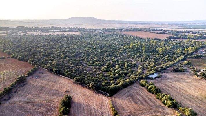 Große rustikale Finca zum Verkauf in Villafranca de Bonany, Mallorca
