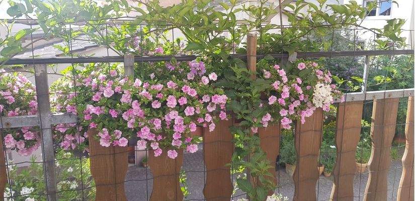 Balkon mit Blumen