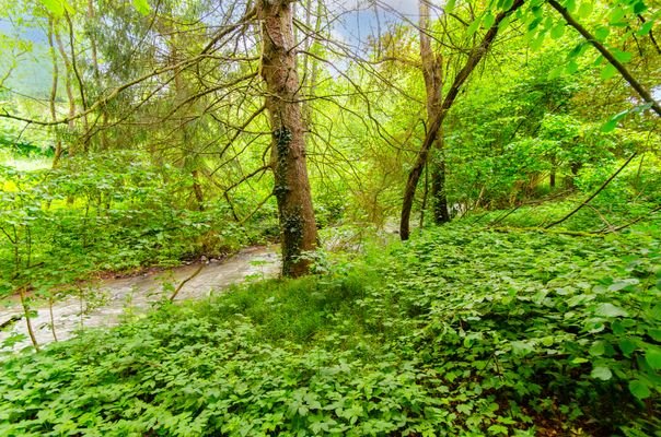 Grundstücksgrenze / Gelbach